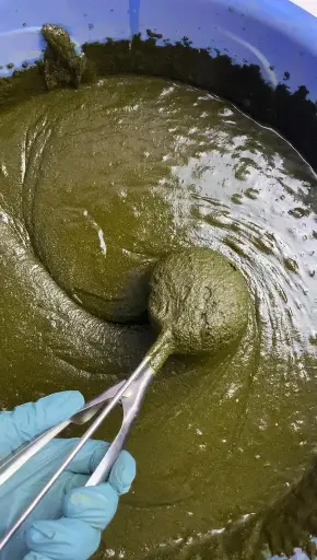 ماسك السدر زيتي(230 جرام)